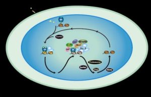 Figure 1: Model of a "Transcriptional Clock"